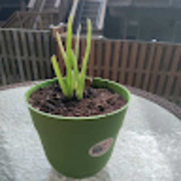 Meet your Posher, Zeynub - Picture 1 of 1